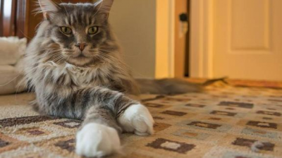 These 10 Cats Are More Awesome Than Yours