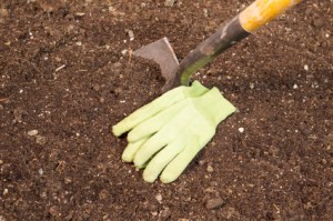 Don’t Dig a Money Pit in Your Garden