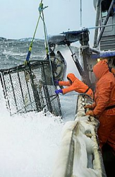 From Deadliest Catch Fisherman to Online Success