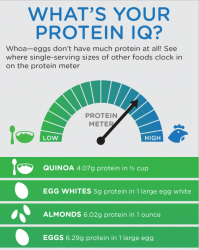 Which food has most protein – Printable PDF file
