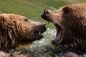 Surviving a Bear Market Encounter in the Wild