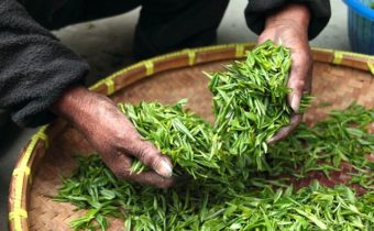 Pros and Cons of Investing in the Tea Industry